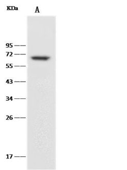 Invitrogen CD27 Recombinant Rabbit Monoclonal Antibody (150) 100 &mu;L;