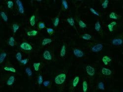 Invitrogen p38 MAPK alpha Monoclonal Antibody (07) 100 &mu;L; Unconjugated:Antibodies,