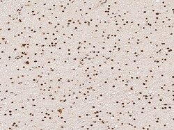 Invitrogen p38 MAPK alpha Monoclonal Antibody (07) 100 &mu;L; Unconjugated:Antibodies,