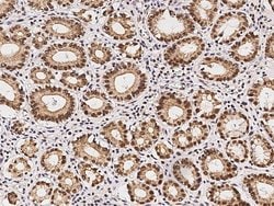 Invitrogen p38 MAPK alpha Monoclonal Antibody (07) 100 &mu;L; Unconjugated:Antibodies,
