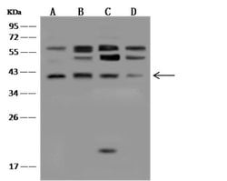 Invitrogen p38 MAPK alpha Monoclonal Antibody (07) 100 &mu;L; Unconjugated:Antibodies,
