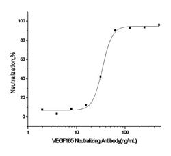 Invitrogen VEGF Recombinant Rabbit Monoclonal Antibody (R012) 200 &mu;g;