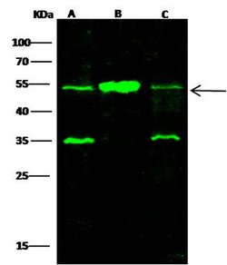 Invitrogen SETD7 Monoclonal Antibody (19) 100 &mu;L; Unconjugated:Antibodies,