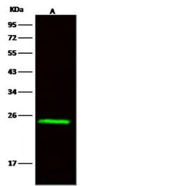 Invitrogen Flavin reductase Monoclonal Antibody (08) 100 &mu;L; Unconjugated:Antibodies,