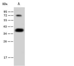 Invitrogen CGREF1 Recombinant Rabbit Monoclonal Antibody (001) 100 &mu;L | Buy Online | Invitrogen&trade; | Fisher Scientific