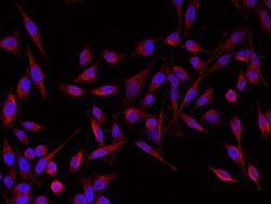 Invitrogen GIF Recombinant Rabbit Monoclonal Antibody (007) 100 &mu;L;