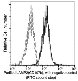 Invitrogen LAMP2 Recombinant Rabbit Monoclonal Antibody (141) 100 &mu;L;