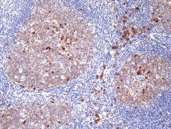 Invitrogen&trade;&nbsp;CD38 Recombinant Rabbit Monoclonal Antibody (RM388)