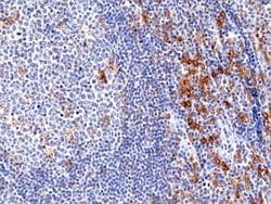 Invitrogen CD33 Recombinant Rabbit Monoclonal Antibody (RM398) 100 &mu;L;