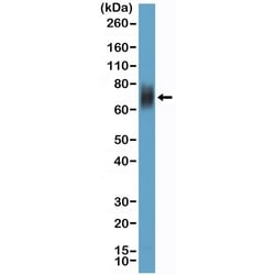 Invitrogen CD33 Recombinant Rabbit Monoclonal Antibody (RM398) 100 &mu;L;