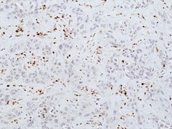 Invitrogen Myeloperoxidase Recombinant Rabbit Monoclonal Antibody (RM407)