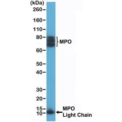 Invitrogen Myeloperoxidase Recombinant Rabbit Monoclonal Antibody (RM407)