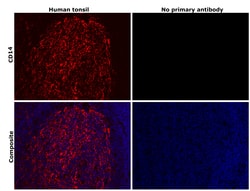 Invitrogen CD14 Recombinant Rabbit Monoclonal Antibody (RM415) 100 &mu;L;