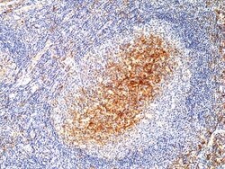 Invitrogen CD14 Recombinant Rabbit Monoclonal Antibody (RM415) 100 &mu;L;