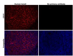 Invitrogen CD14 Recombinant Rabbit Monoclonal Antibody (RM415) 100 &mu;L;