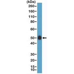 Invitrogen CD14 Recombinant Rabbit Monoclonal Antibody (RM415) 100 &mu;L;