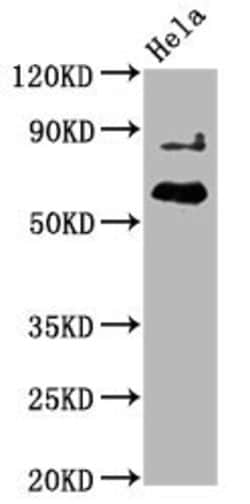 Invitrogen Phospho-AKT1 (Thr450) Recombinant Rabbit Monoclonal Antibody