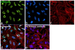 Invitrogen H3K9me2 Recombinant Rabbit Monoclonal Antibody (1A10) 100 &mu;L;