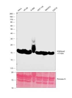 Invitrogen H3K9me2 Recombinant Rabbit Monoclonal Antibody (1A10) 100 &mu;L;