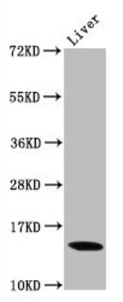 Invitrogen H3K9me2 Recombinant Rabbit Monoclonal Antibody (1A10) 100 &mu;L;
