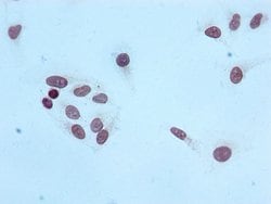 Invitrogen H4K20me3 Recombinant Rabbit Monoclonal Antibody (1E6) 100 &mu;L;