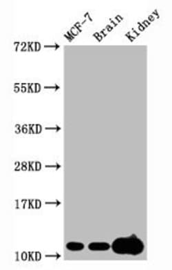 Invitrogen H4K20me3 Recombinant Rabbit Monoclonal Antibody (1E6) 100 &mu;L;