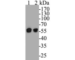 Invitrogen DFNA5 Monoclonal Antibody (A1H3) 100 &mu;L; Unconjugated:Antibodies,