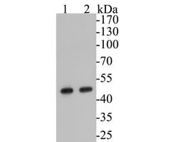 Invitrogen Aspartate Aminotransferase, Cytoplasmic Monoclonal Antibody (A2D7) 100 &mu;L | Buy Online | Invitrogen&trade; | Fisher Scientific