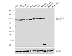Invitrogen alpha Actinin Monoclonal Antibody (A1G2) 100 &mu;L; Unconjugated:Antibodies,