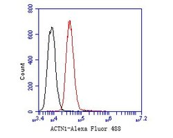 Invitrogen alpha Actinin Monoclonal Antibody (A1G2) 100 &mu;L; Unconjugated:Antibodies,