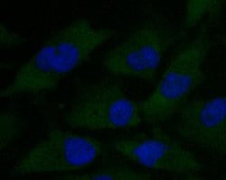 Invitrogen alpha Actinin Monoclonal Antibody (A1G2) 100 &mu;L; Unconjugated:Antibodies,