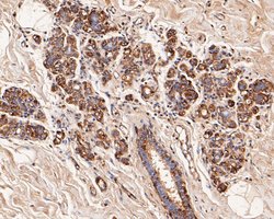 Invitrogen alpha Actinin Monoclonal Antibody (A1G2) 100 &mu;L; Unconjugated:Antibodies,