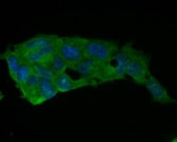 Invitrogen Glutathione Peroxidase 1 Monoclonal Antibody (C5-A10) 100 &mu;L;