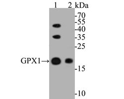 Invitrogen Glutathione Peroxidase 1 Monoclonal Antibody (C5-A10) 100 &mu;L;