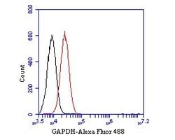 Invitrogen GAPDH Monoclonal Antibody (12D7) 100 &mu;L; Unconjugated:Antibodies,