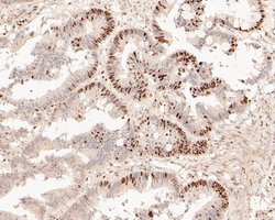 Invitrogen GAPDH Monoclonal Antibody (12D7) 100 &mu;L; Unconjugated:Antibodies,