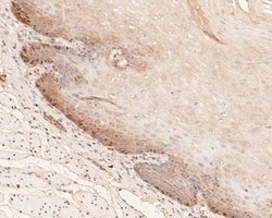 Invitrogen GAPDH Monoclonal Antibody (12D7) 100 &mu;L; Unconjugated:Antibodies,