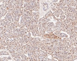 Invitrogen GAPDH Monoclonal Antibody (12D7) 100 &mu;L; Unconjugated:Antibodies,