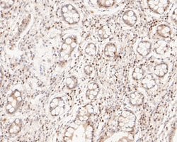 Invitrogen GAPDH Monoclonal Antibody (12D7) 100 &mu;L; Unconjugated:Antibodies,