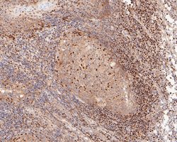 Invitrogen GAPDH Monoclonal Antibody (12D7) 100 &mu;L; Unconjugated:Antibodies,