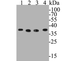 Invitrogen GAPDH Monoclonal Antibody (12D7) 100 &mu;L; Unconjugated:Antibodies,