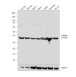 Invitrogen GAPDH Monoclonal Antibody (12D7) 100 &mu;L; Unconjugated:Antibodies,