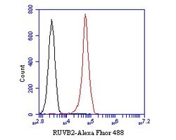 Invitrogen RUVBL2 Monoclonal Antibody (A1F1) 100 &mu;L; Unconjugated:Antibodies,