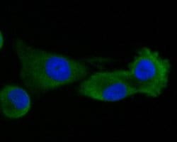 Invitrogen RUVBL2 Monoclonal Antibody (A1F1) 100 &mu;L; Unconjugated:Antibodies,
