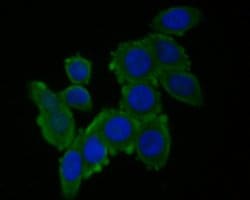 Invitrogen RUVBL2 Monoclonal Antibody (A1F1) 100 &mu;L; Unconjugated:Antibodies,