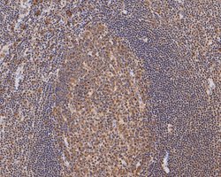 Invitrogen RUVBL2 Monoclonal Antibody (A1F1) 100 &mu;L; Unconjugated:Antibodies,