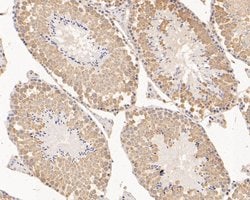Invitrogen RUVBL2 Monoclonal Antibody (A1F1) 100 &mu;L; Unconjugated:Antibodies,