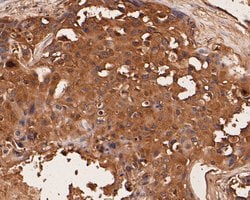 Invitrogen LYRIC Monoclonal Antibody (C6-C10) 100 &mu;L; Unconjugated:Antibodies,