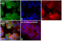 Invitrogen LYRIC Monoclonal Antibody (C6-C10) 100 &mu;L; Unconjugated:Antibodies,