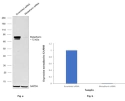 Invitrogen LYRIC Monoclonal Antibody (C6-C10) 100 &mu;L; Unconjugated:Antibodies,